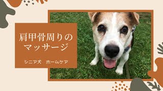 犬がとろけた！肩甲骨周りのマッサージ