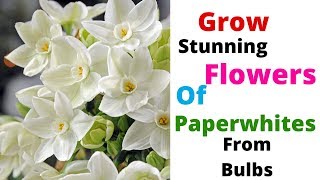 Grow Stunning Flowers of Paperwhites || Narcissus