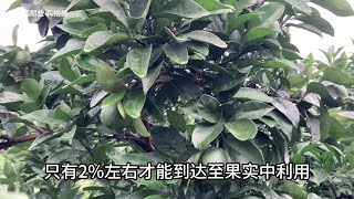 如何给柑橘科学的补钙？钙肥如何选择？