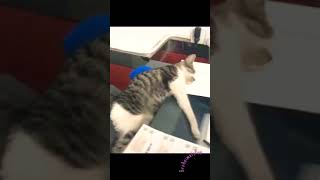 Этому Коту 🐈 Всё Нипочём 👌 Funny Cat 😸 #shorts #animalsfunny