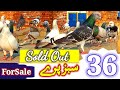 36 Sabaz Pare Pigeons |  | ForSale | Kabootar Bazi | @RashidTabsam