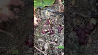 Digging Up Purple Potatoes: Harvesting Fresh from the Soil #youtubeshorts #satisfying #farming