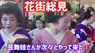 芸舞妓さんたちが南座に集まる花街総見👘Maiko💖