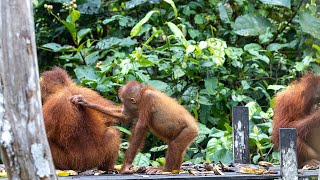 This Baby Orangutan Just Won’t Take No for an Answer! 🦧🤣