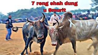 Smurit yes 🆚 German darling || 7 reng shah dung u smurit || iadaw masi today || bullfighting