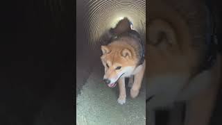 最高の笑顔で走ってくる柴犬#shorts #柴犬