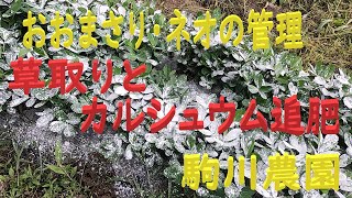 落花生おおまさリ・おおまさリネオの管理　草取りとカルシュウムの追肥