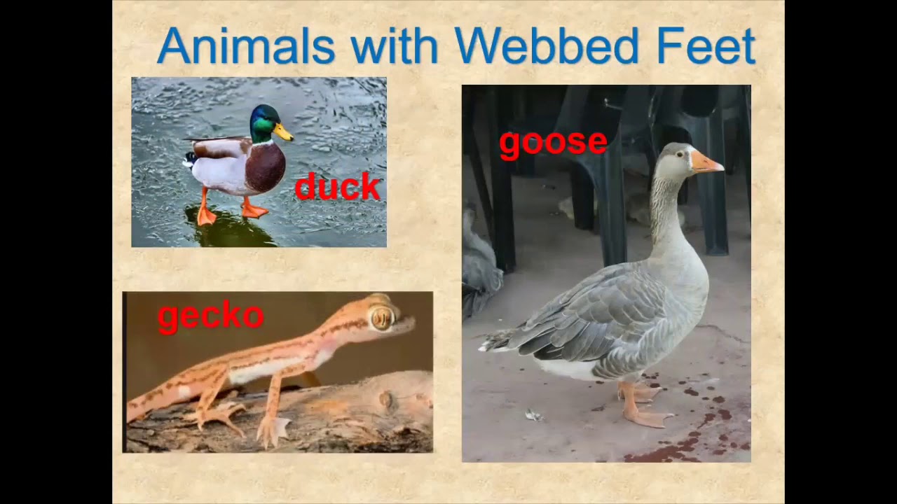 Name Something With Webbed Feet