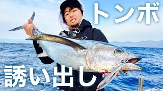 【トンボ誘い出しゲーム】トップで狙うビンチョウマグロキャスティング