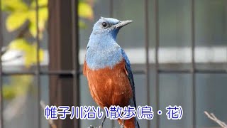 帷子川に生息する鳥たち