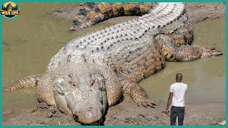 30 Biggest Animals You Will Ever See !