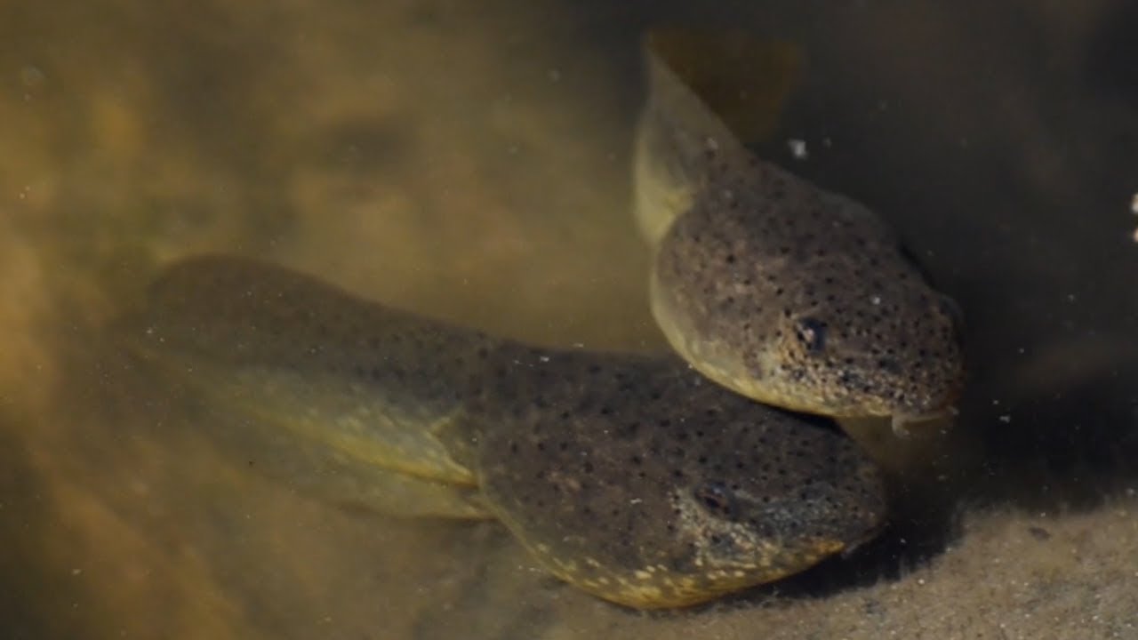 Tadpoles Swimming & Resting Together In Water - YouTube