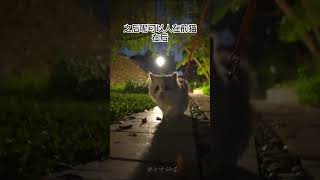 为什么要遛猫?#遛猫 #萌宠出道计划 #可爱猫咪 #米努特矮脚猫 #养猫