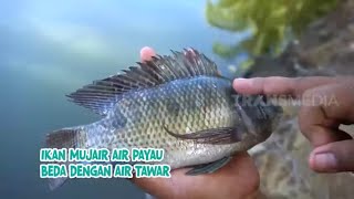 Serunya Mancing Ikan Mujair | ENAH BIKIN ENAK (02/12/22) Part 4