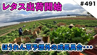 [予想外] レタス出荷開始！　ほうれん草予想外の成長と娘の荒れ具合がヤバいwww