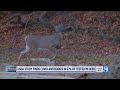 Study finds COVID-19 antibodies in 67% of MI deer sample