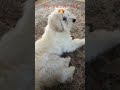 funny pet 🐶واکنش جالب سگ بامزه