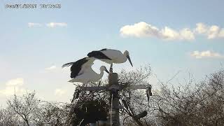 コウノトリ鳴門板東ペア　冬の嵐に②20211231