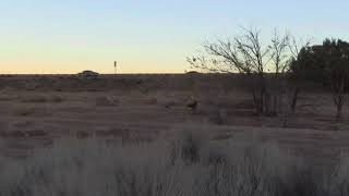 Cooper’s hawk hunting cottontail