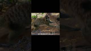 動物愛情：狐獴約會負心漢情郎慘遭驅逐；黑猩猩幽會首領女兒 #gentleman探案 #电影 #电影解说 #影视 #影视解说