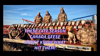 A Wild Late Season Canada Goose Hunt (Limits)