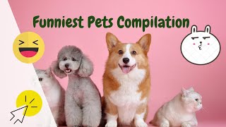 🐶🐈TRY NOT TO LAUGH - 🐈❤️Funny Pets Compilation | (Adorable Pets)