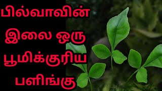 பில்வாவின் இலை ஒரு பூமிக்குரிய பளிங்கு | Uses of Vilva leaves For Health Tamil | Tamil Health Tips