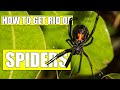 How To Get Rid Of Spiders Guaranteed - ( 3 Easy Steps ) - Black Widow and Brown Recluse Included