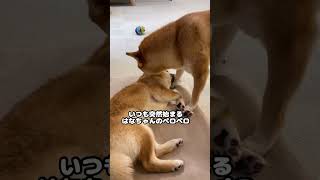 お世話をしたい姉柴と今は気分ではない子犬 #Shorts