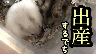 【ジャンガリアン】ハムスターの出産　　Hamster gives birth