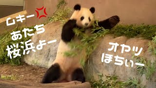 【アピール小暴れ 桜浜🌸】だけど...ネームプレートは桃浜😂🐼 アドベンチャーワールド giantpanda