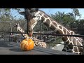 キリン にハロウィンかぼちゃのプレゼント 王子動物園 2019年10月27日