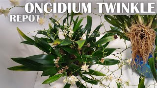 Oncidium Twinkle Repotting - Moss to Inorganic/Semi-Hydro : Chocolate Tub Twinkles + Community Pot!