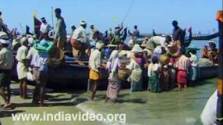 Chakara, Chaakara, Shoals of Fishes, Monsoon, Kerala, India