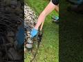 Garden Edging Transformation#shorts #diy #garden #lawn #lawncare #satisfying #gardening #lawnedging