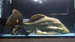 Cá Cảnh: Cá lau kính siêu khủng 100 tuổi (Monster Pleco)