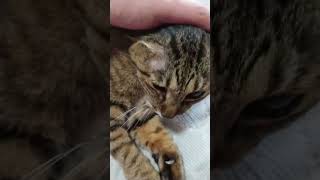 日課の朝撫で！愛猫を愛でている時が最高に幸せです。2024.05.27 #shorts #愛猫 #猫 #猫動画 #ポポ様