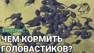 ЧЕМ КОРМИТЬ ГОЛОВАСТИКОВ У СЕБЯ ДОМА?! | ЖабийFrog