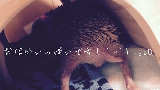 ハリネズミの食欲と睡眠。