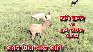 দেশি ছাগল VS ক্রস ছাগল পালন || কোন জাতের ছাগল পালনে লাভ বেশি হয়  || Black Bengal goat farming