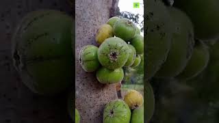 ficus racemosa uses - ficus fruit 🌰🌰 #status of nature #trending #amazing #viral