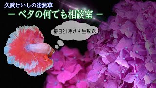 ベタの雑談と今日の出来高・・・！【2022年6月22日】ベタの何でも相談室