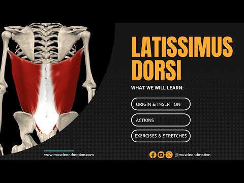 What muscles are called lats?