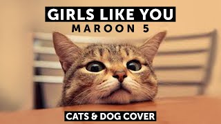 Cats Singing - Girls Like You - Maroon 5 (Parody Cover)
