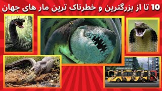 بزرگترین و خطرناک ترین مار های دنیا | دانستی ها قسمت 2 : 10 مار وحشتناک که هیچ رحمی ندارن