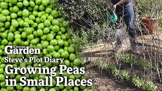 Growing Delicious Peas in Small Places | Steve's Plot Diary