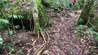 Trees and vegetations along the way up to Aoral Mounatin Peak ដើមឈើតូចធំតាមផ្លូវទៅភ្នំឱរ៉ាល់