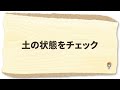 家庭菜園や農園のタマネギ栽培で3月に注意するべき玉ねぎ管理の秘訣！肥大化時期に失敗しないコツとタマネギの育て方！【農家直伝】