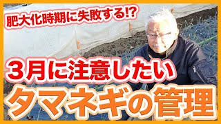 家庭菜園や農園のタマネギ栽培で3月に注意するべき玉ねぎ管理の秘訣！肥大化時期に失敗しないコツとタマネギの育て方！【農家直伝】