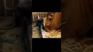 This is video is not mine! #shorts #кот #коровы